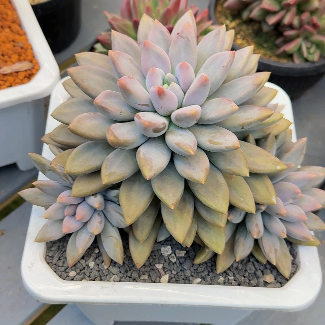 红胖体哥特萝莉竞拍