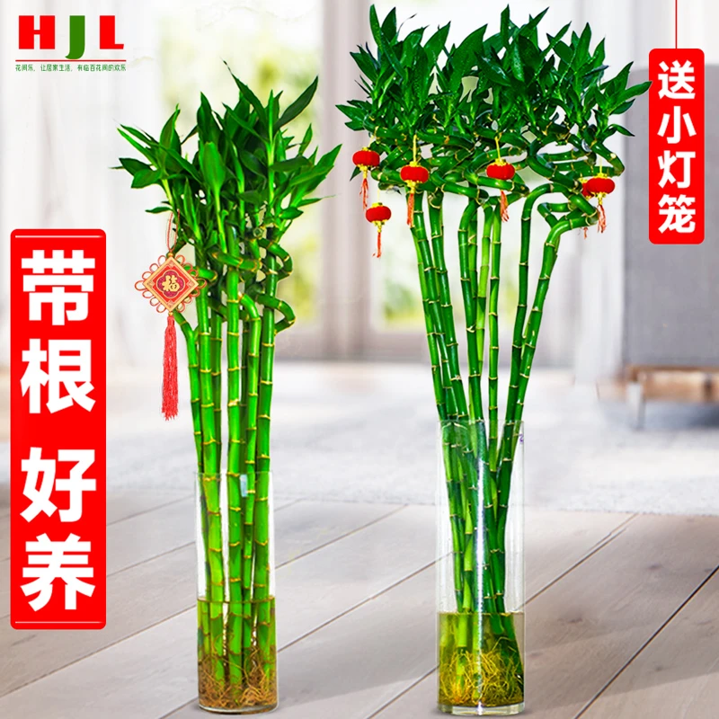 带根富贵竹水培植物开运竹转运竹水养客厅绿植弯竹子盆栽室内植物