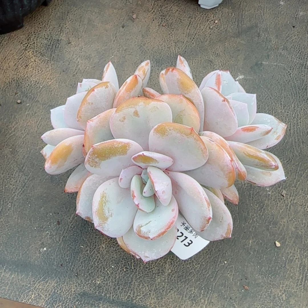 奶茶，3213多肉植物