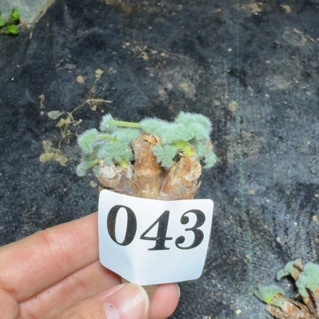 知***忧羽叶洋葵一物一拍多肉植物