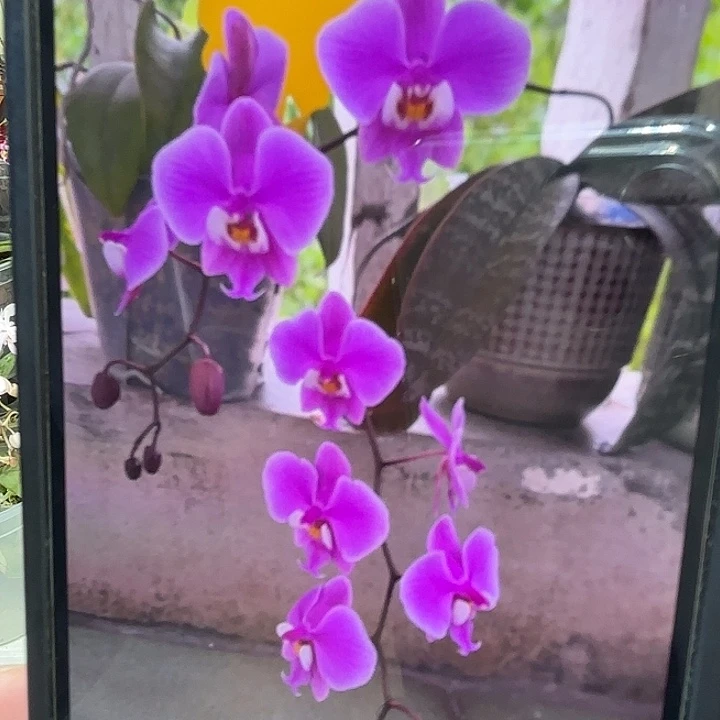 当前无花栽培后可以开花红楼梦西蕾丽