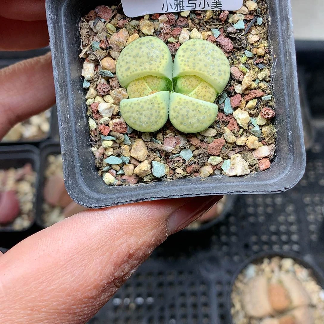 B290多肉植物保护研究所