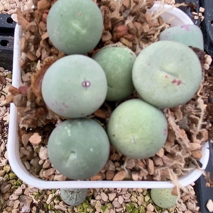 2518鸽子蛋或嘟嘟嘴一颗有伤