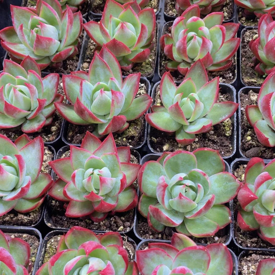 量拍57号 宽叶惊鸿仙子单头一个