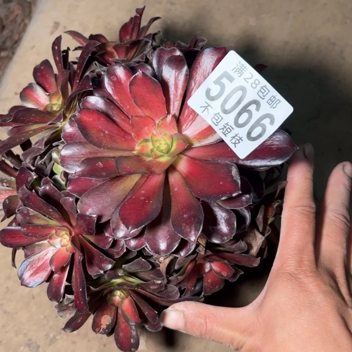 夕阳多肉植物法师5066