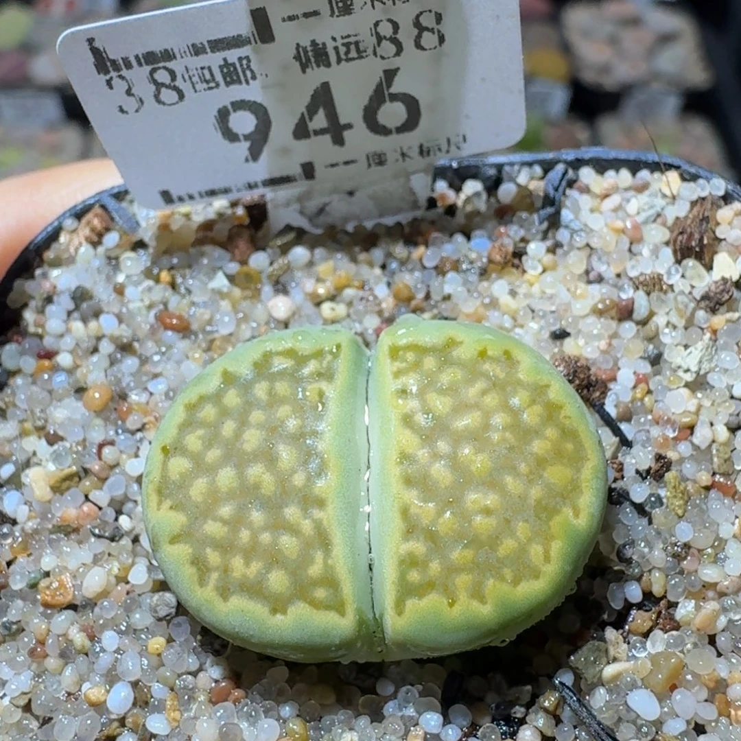 Sss精品清仓特价946