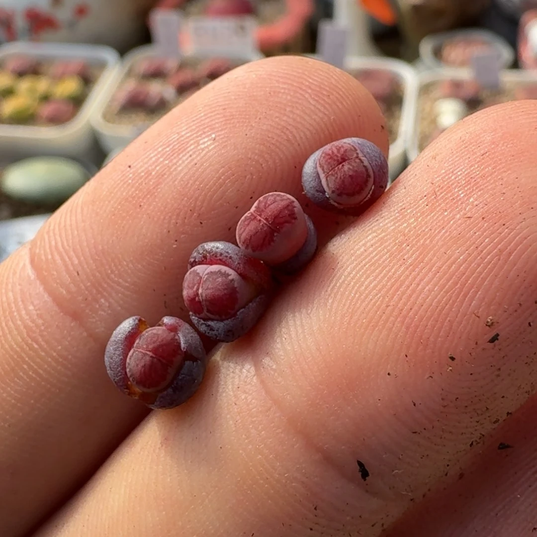 明*病K495紫菊二次回交一脱苗