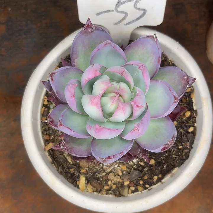 两单包邮，一物一拍55惊鸿仙子