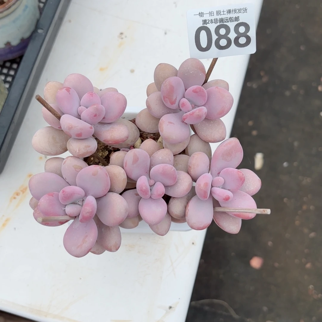糖果桃蛋老桩无盆土发货