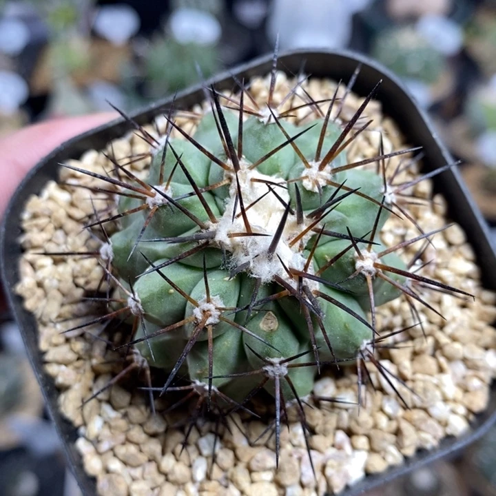 自根妖鬼玉308号4.5cm