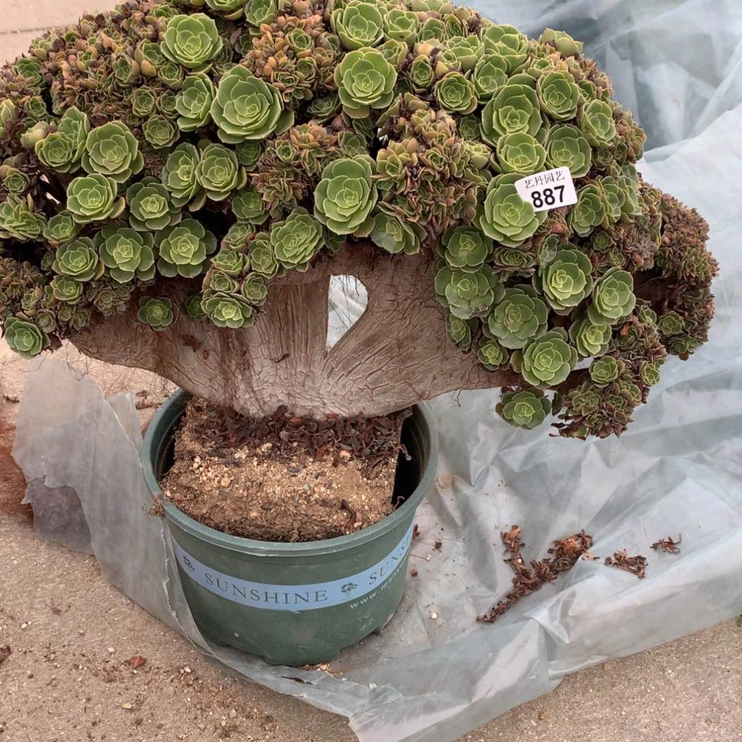 随***散887玫瑰朵朵一颗颗