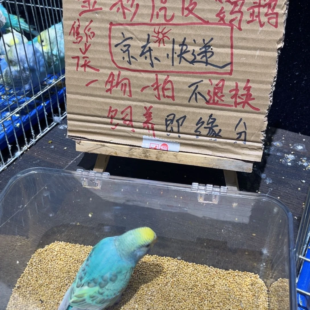 虎皮鹦鹉金彩虎皮鹦鹉母，一物一拍不退换竞拍