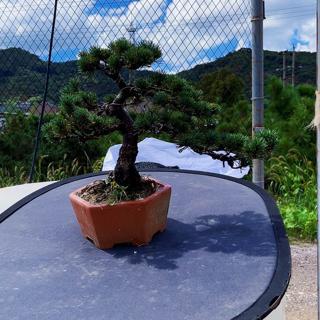无花朵五针松盆景