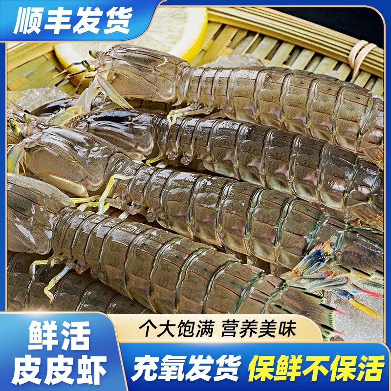 鲜活皮皮虾 充氧发货 2斤 公母混装 保鲜不保活
