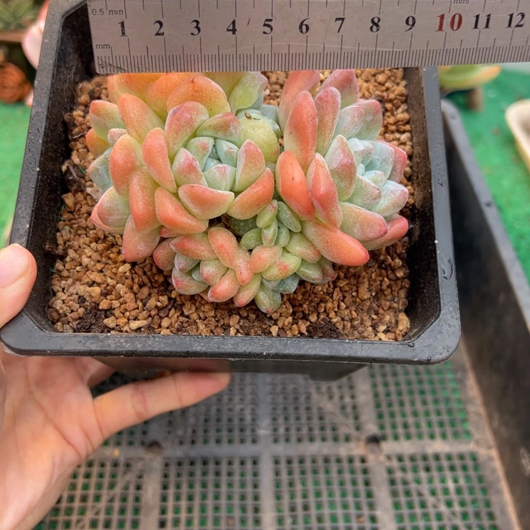 表妹精品多肉植物336.