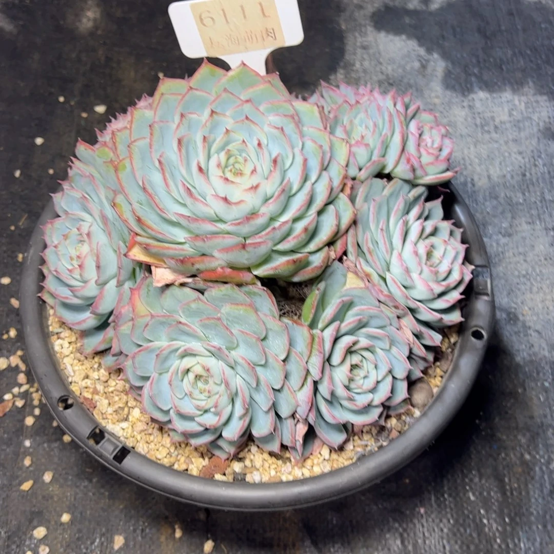 吴***胖侧影6111多肉植物