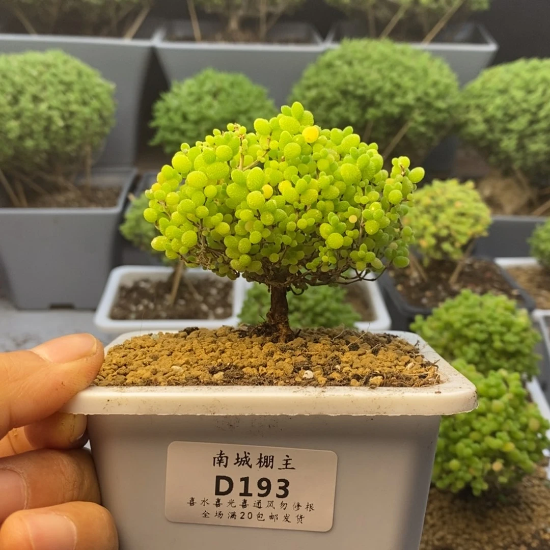 193蜜橘糖球枝干