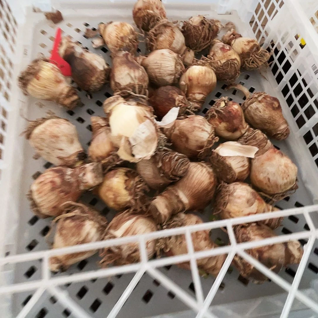 直播间帝卡粉黛瑕疵个小一个