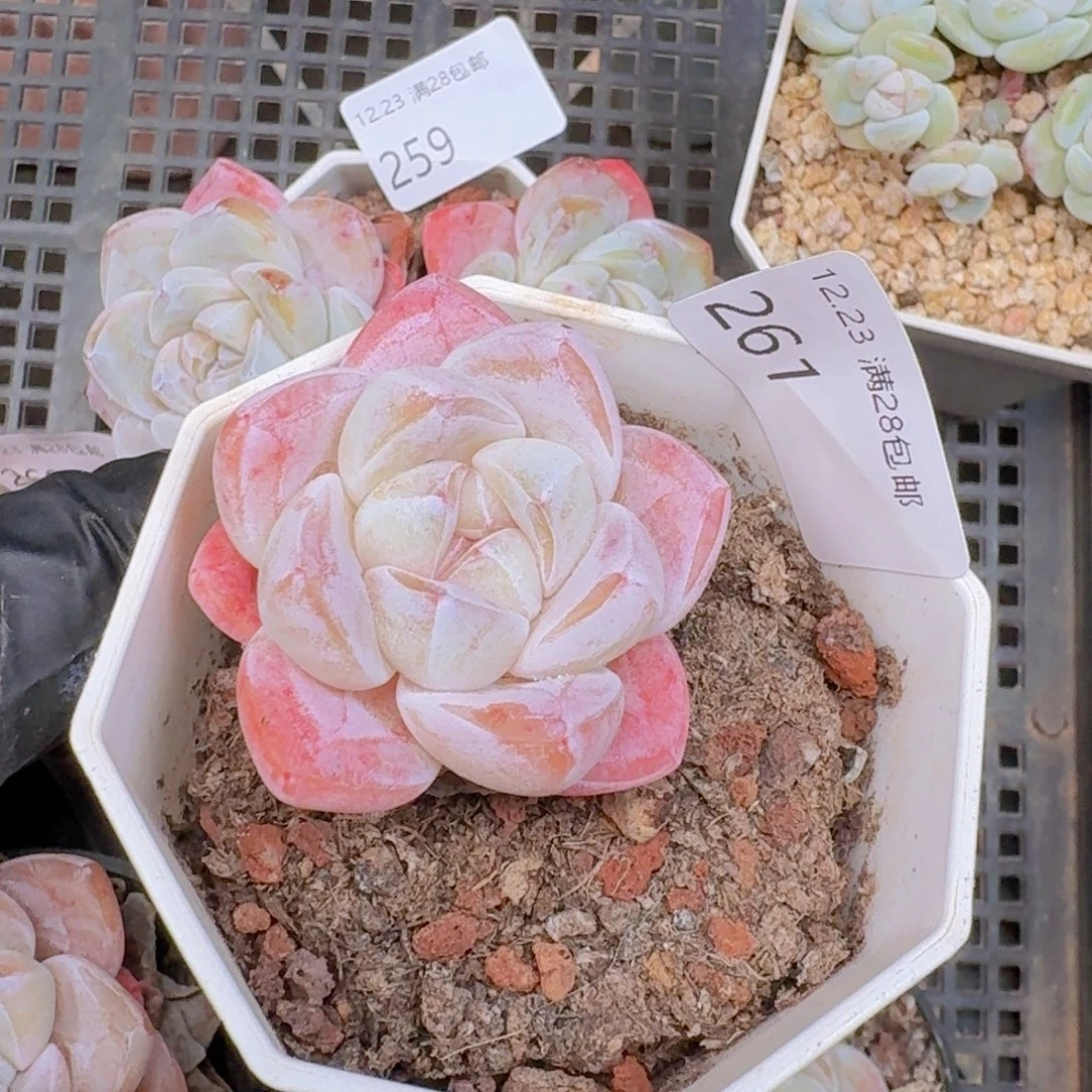 樱花粉冰玉单头一颗脱土