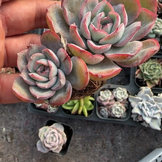 21晨露多肉植物多