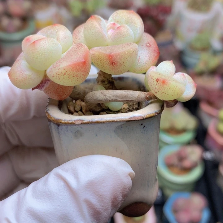 果冻冰玉  4头 木质杆