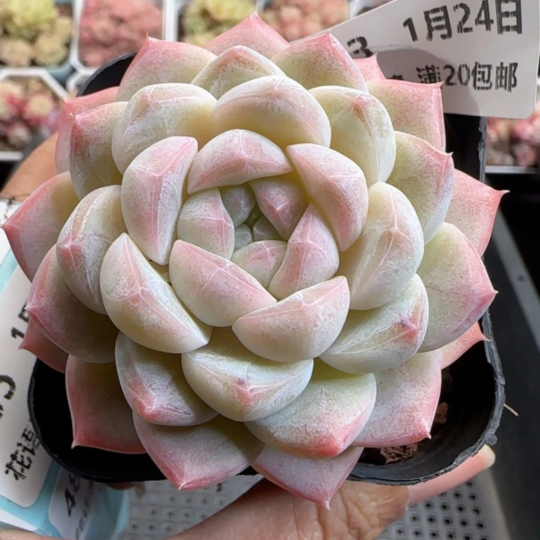 花语逸境0124-483