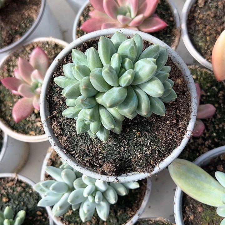 【闪购商品】卡布奇诺