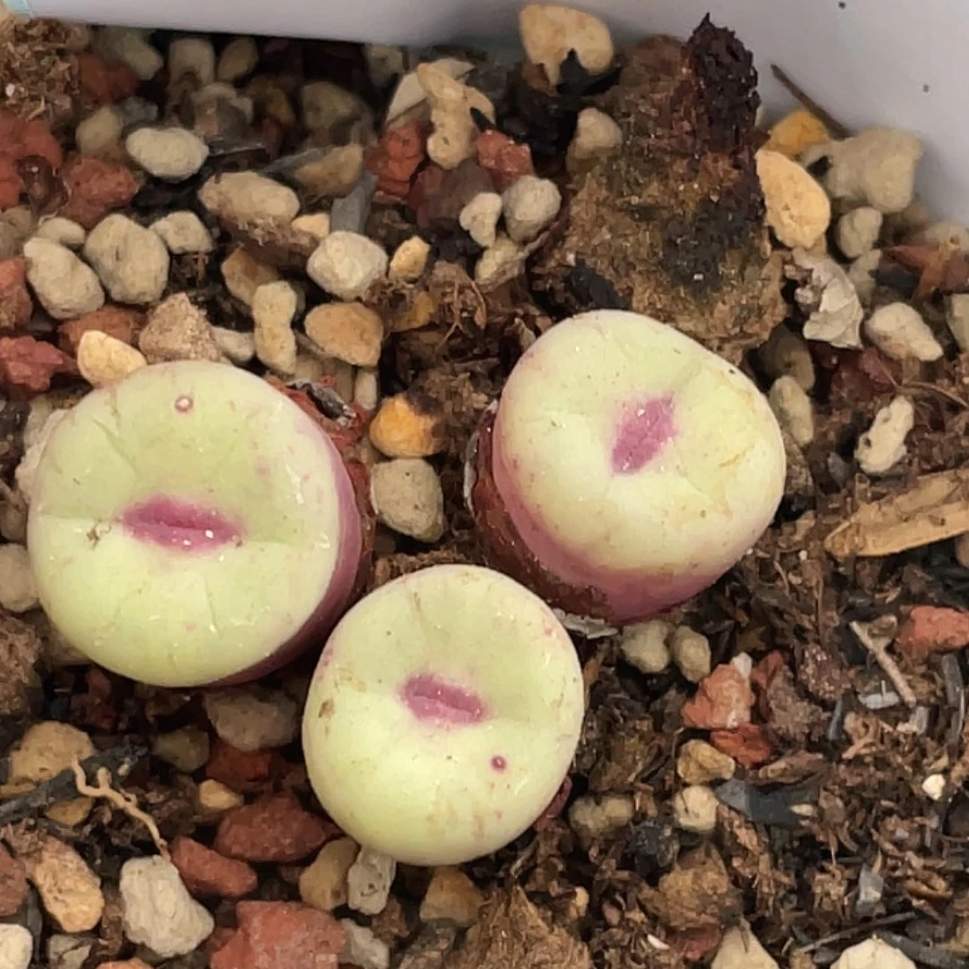 23-27嘴多肉植物肉锥