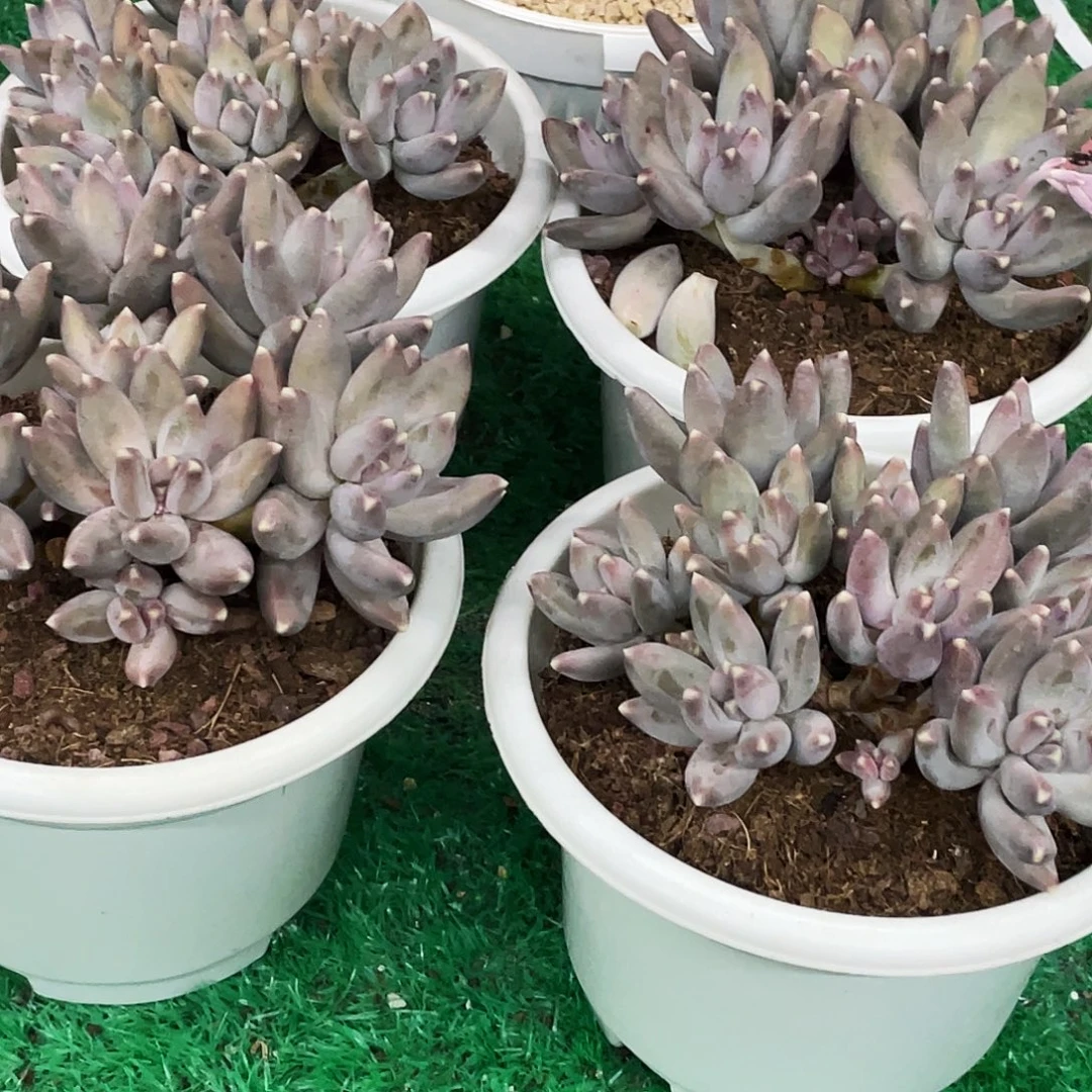 整桩无砍多头松果美人一颗