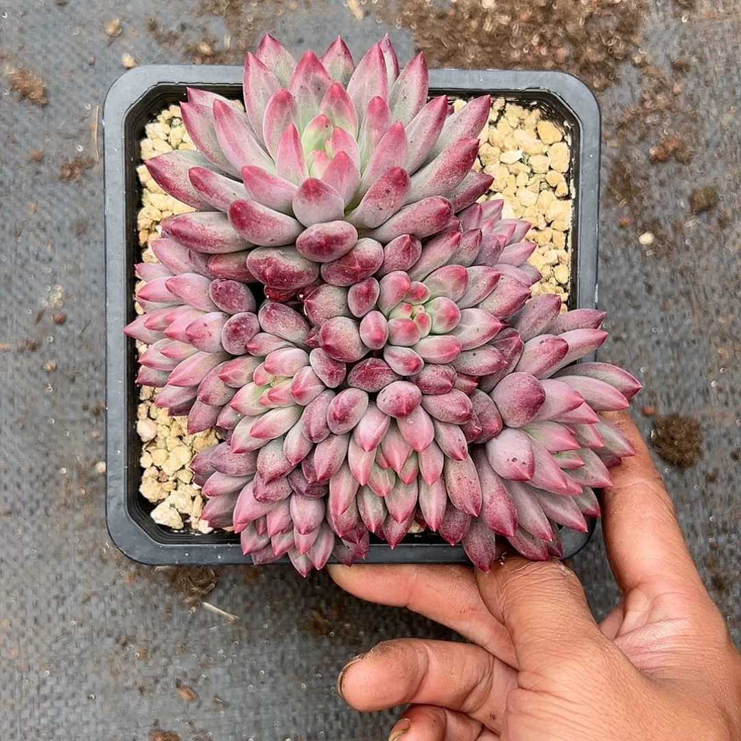 【闪购商品】流沙虞美人