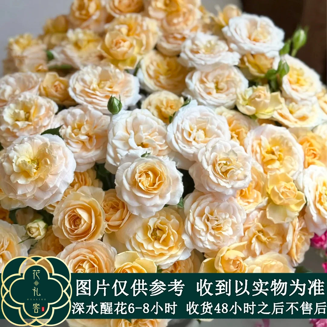 云花巷# 【香芒起司】稀有小众品种