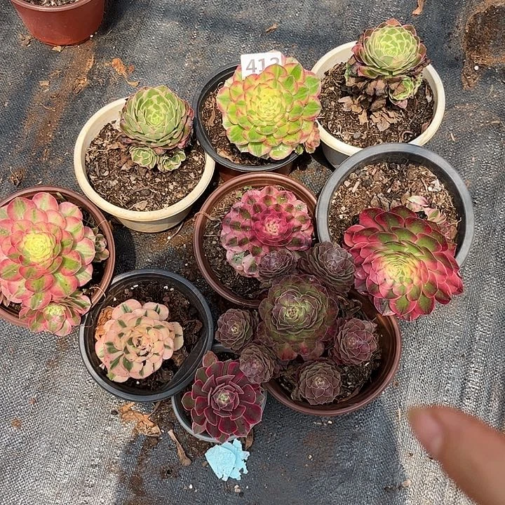 云南多肉法师组合在一起福利不售后412