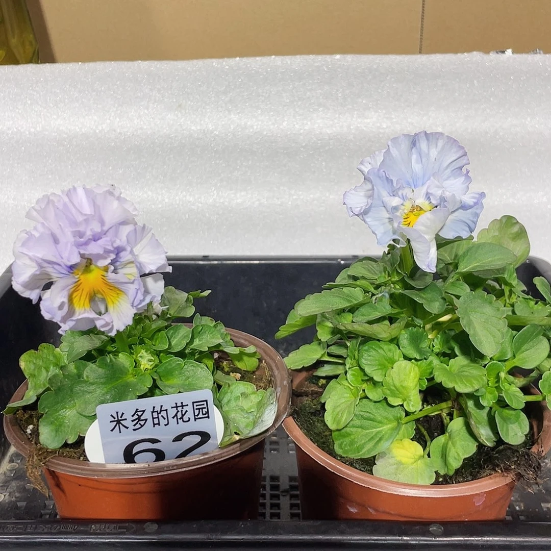 大部分开放少量花苞62