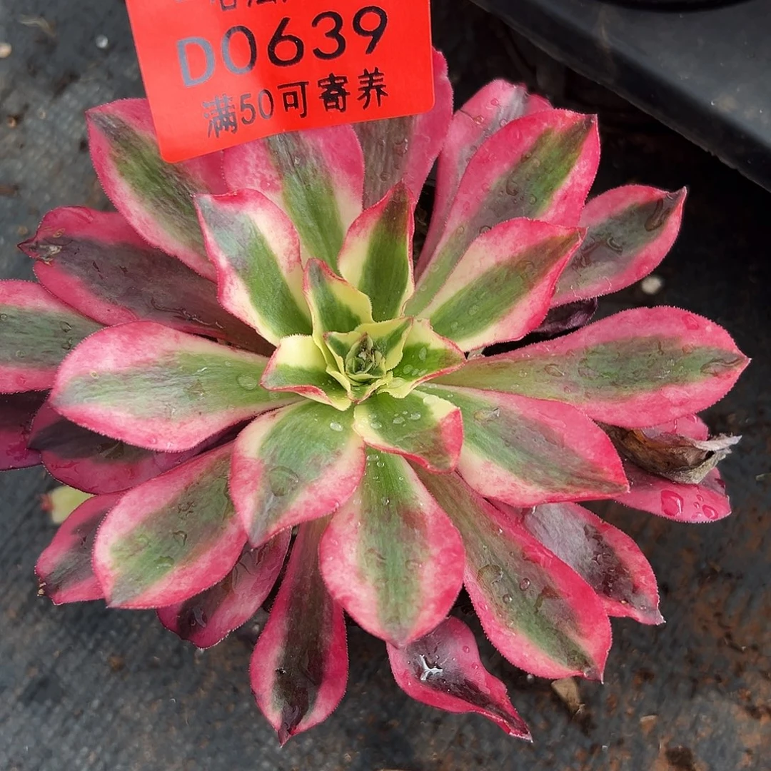 0639多肉植物樱桃