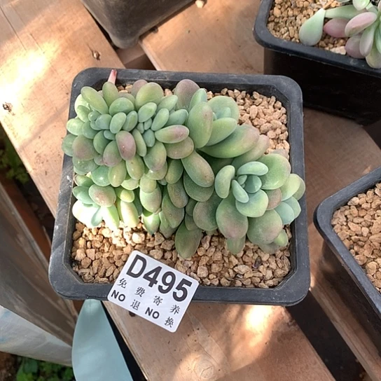 于***生洛神缀化495 亏本处理退款拉黑7/8天发货