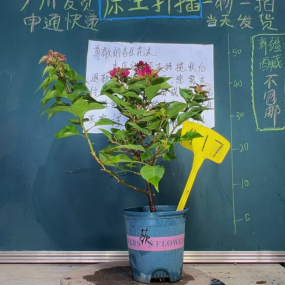 当前无花栽培后可以开花   菲菲娜  417