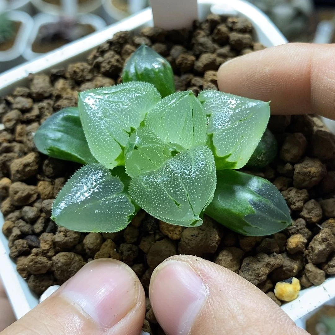 萼****）255巨大化冰城实生