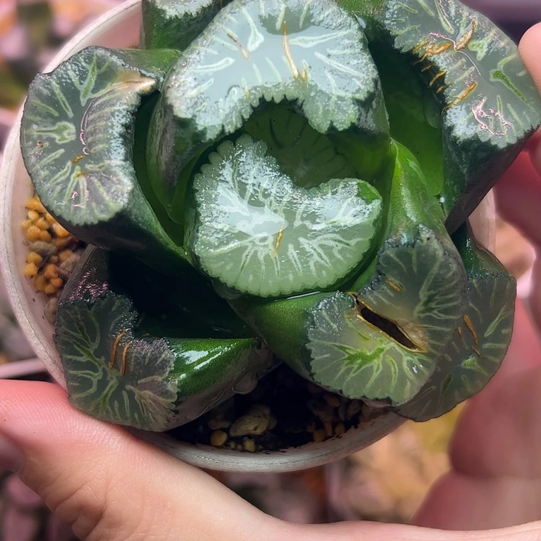 巨大化花玲窗大3.2