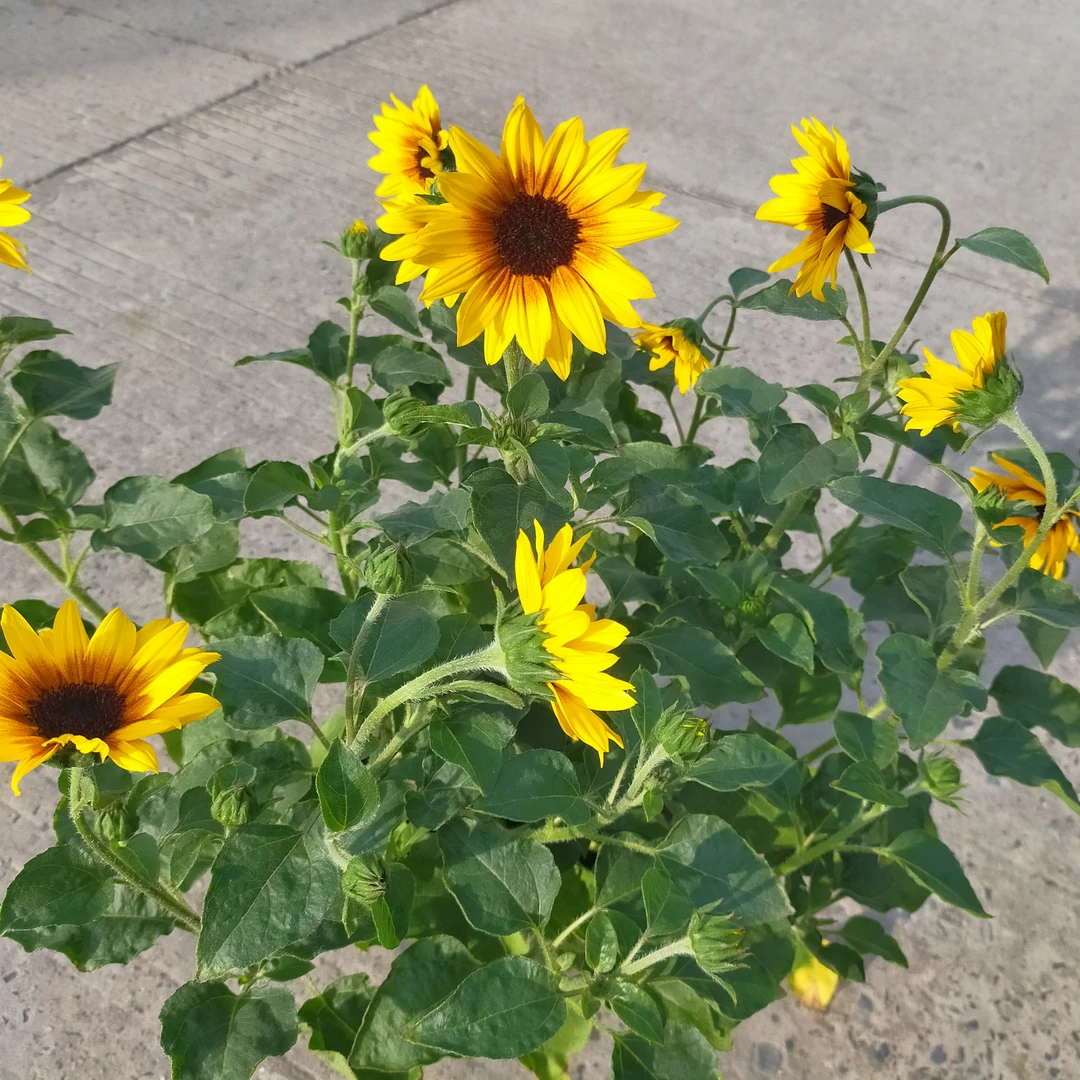 光辉岁月向日葵盆栽带花苞原盆原土发货适合庭院阳台养护