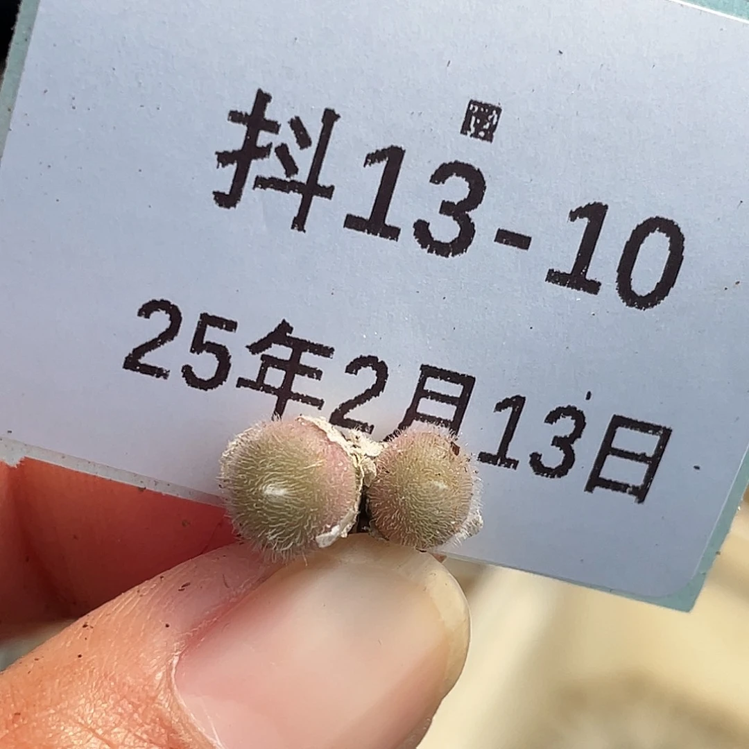 13-10毛球多肉植物