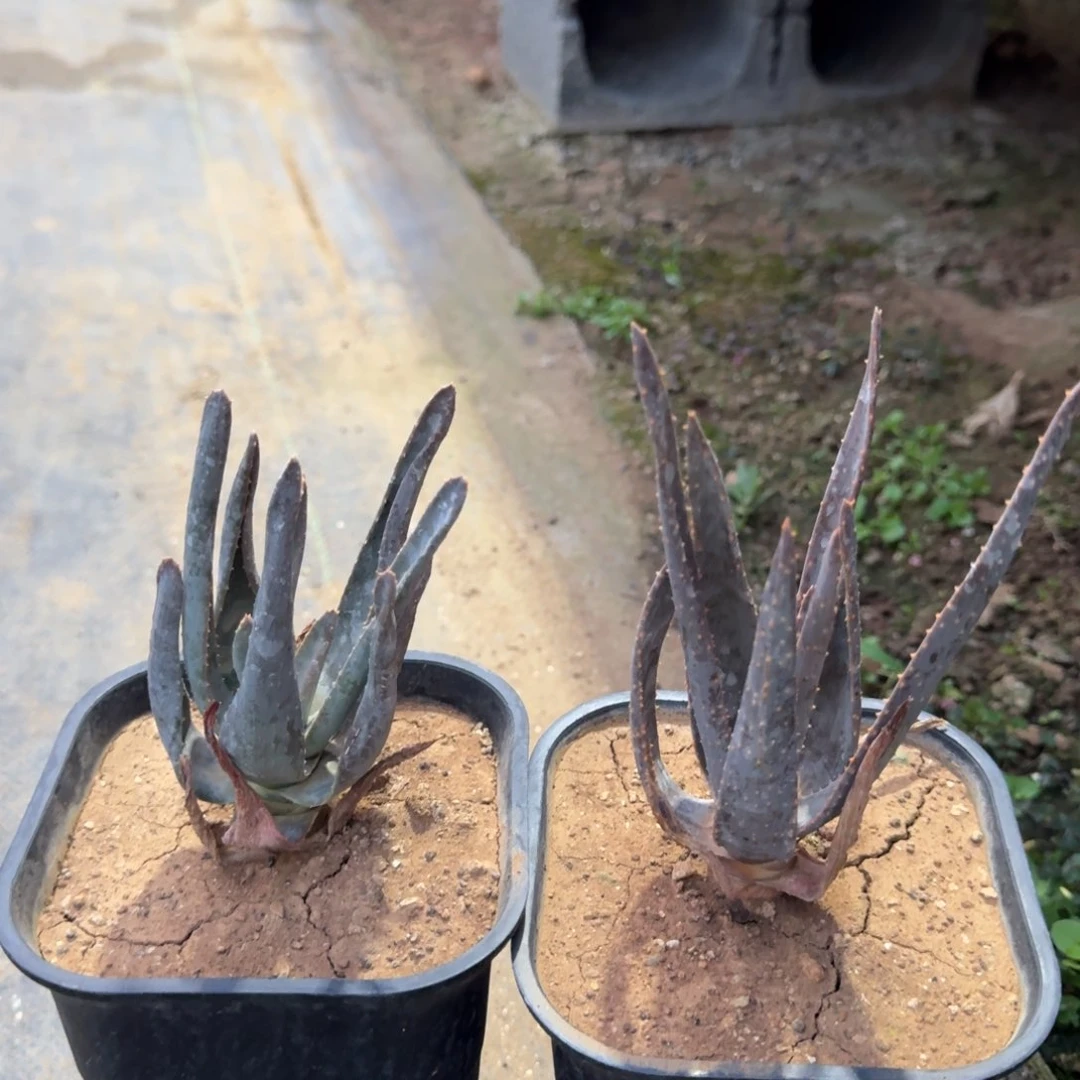 二岐芦荟一物一拍多肉