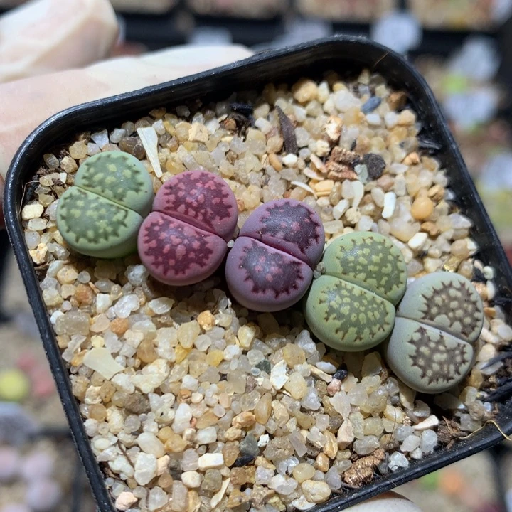 Zzx精品生石花1314