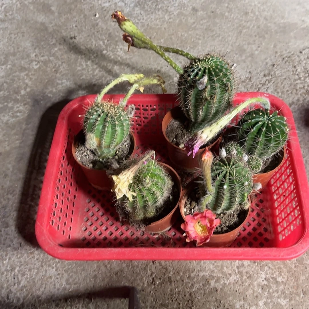 用***9无花朵彩草崽掉了不售后