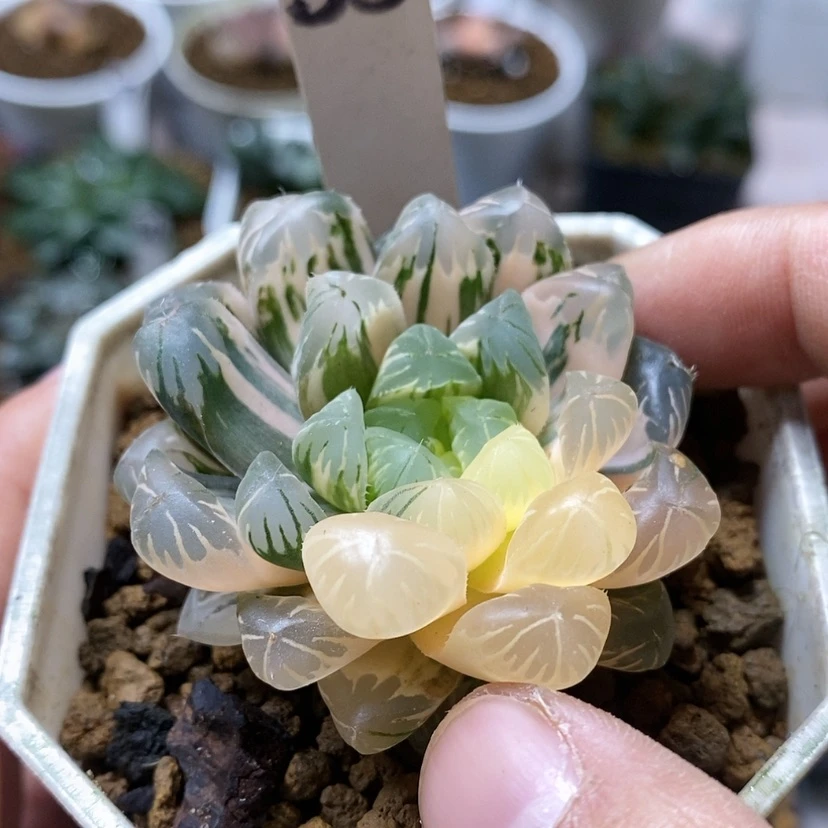 【闪购商品】33卜卜紫