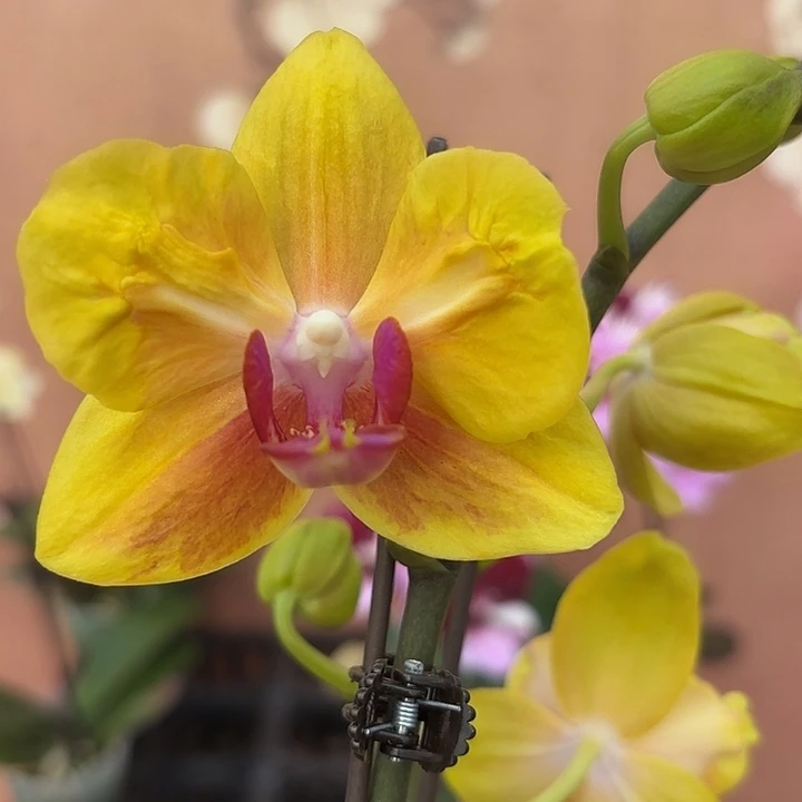 彬***礼完全开放041蝴蝶兰变异