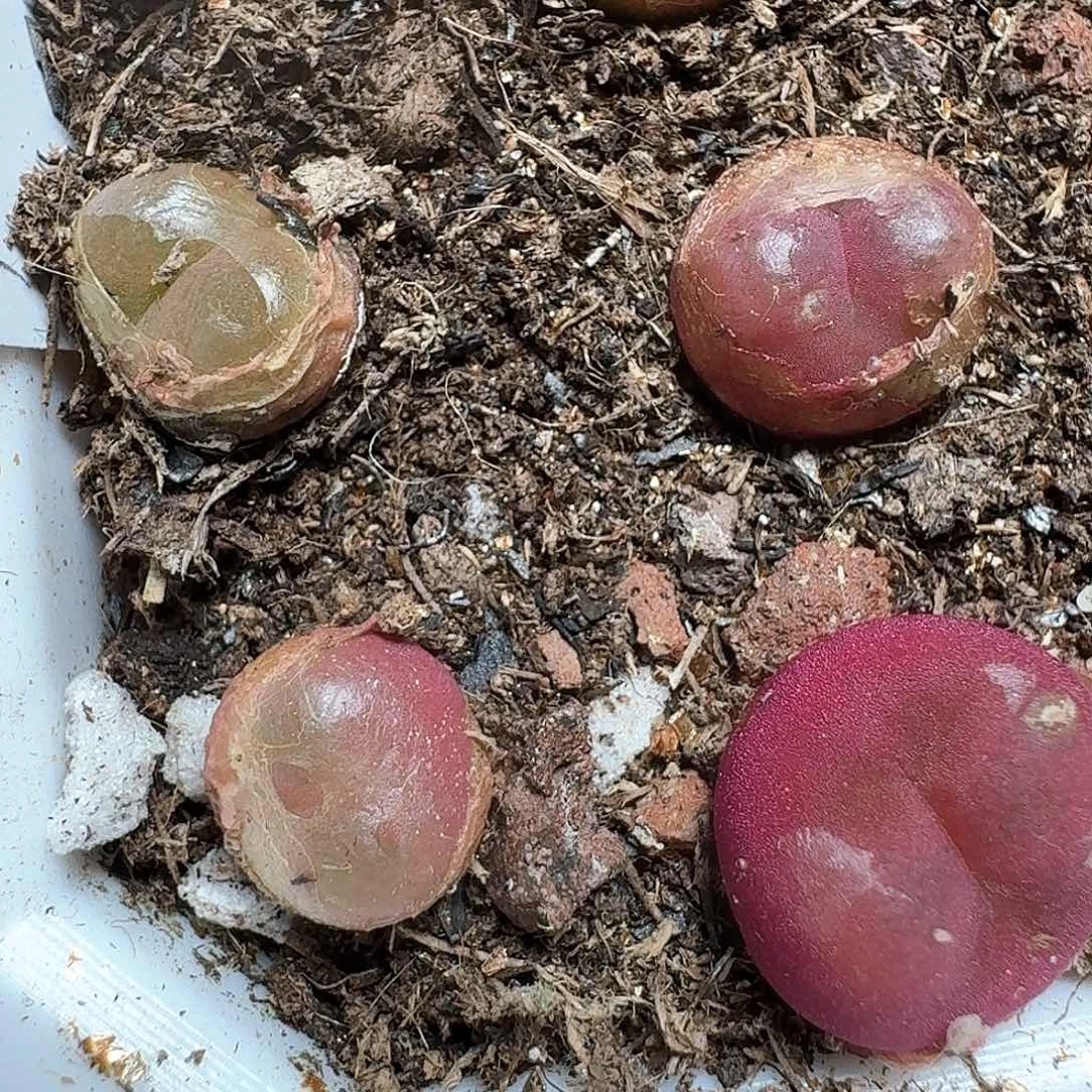 1颗一组吕氏多肉植物