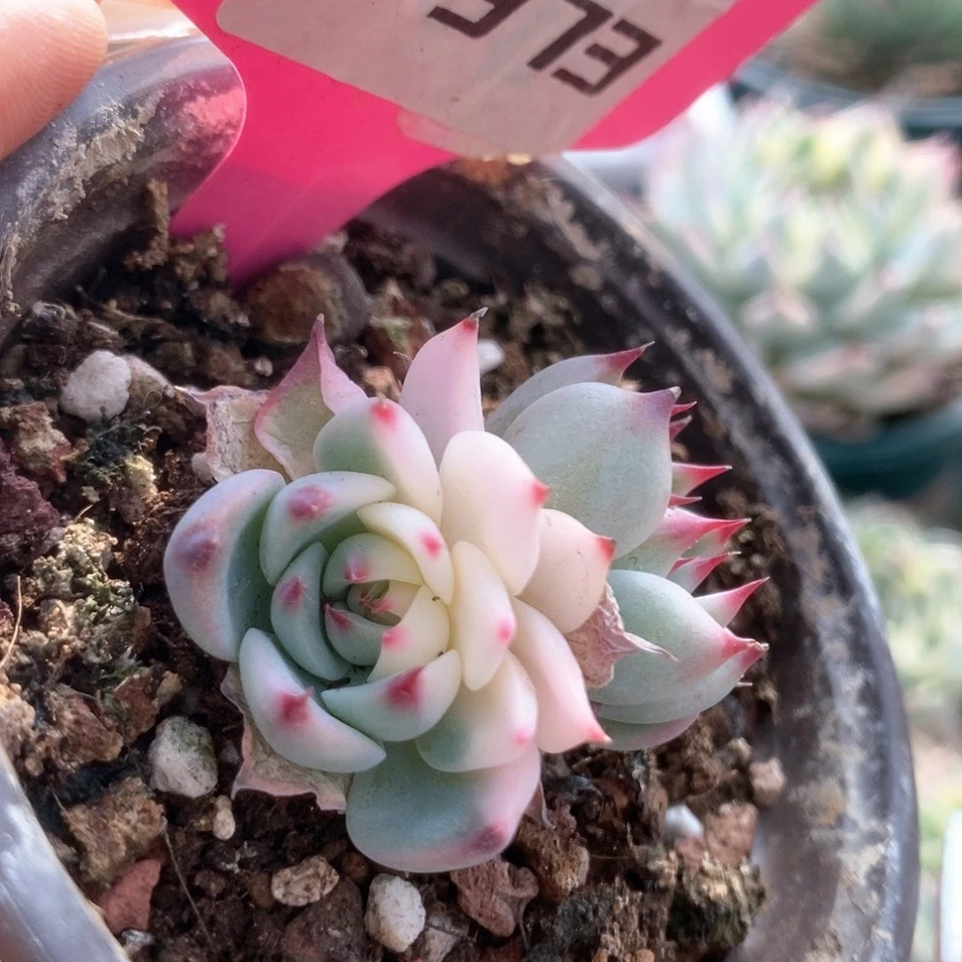 373锦锦锦锦锦锦锦锦