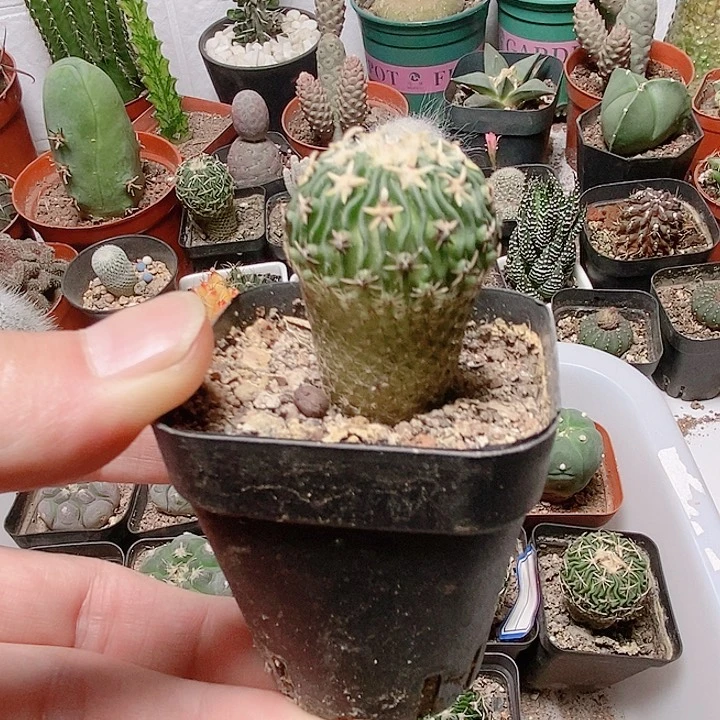 无花朵单头太刀兰仙人球