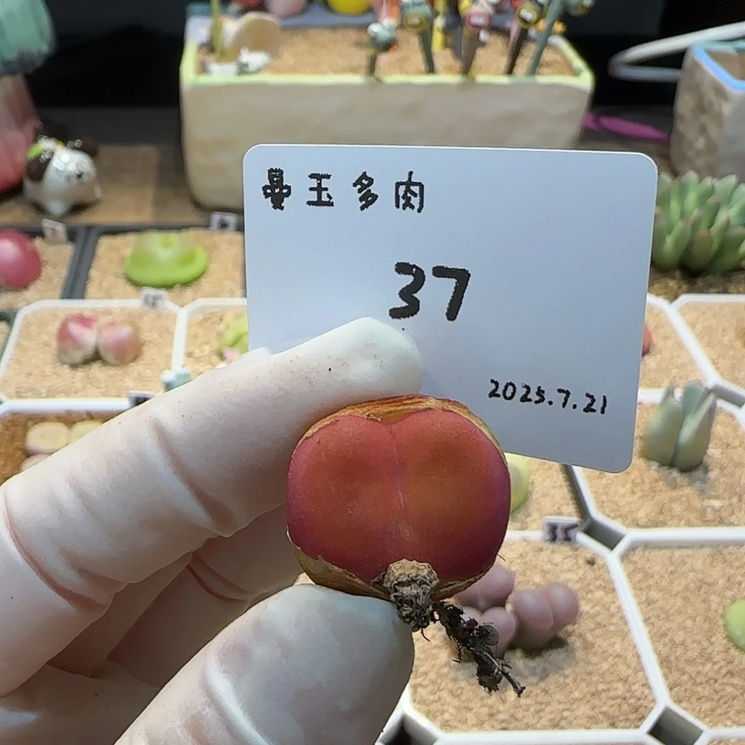 灿***！多肉多肉多肉7.21-037