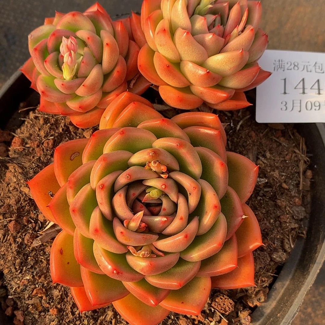 【闪购商品】云1440